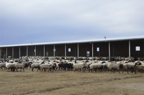بهره برداری از مزرعه پرورش چهار هزار راسی گوسفند در گنبد کاووس با حضور معاون وزیر